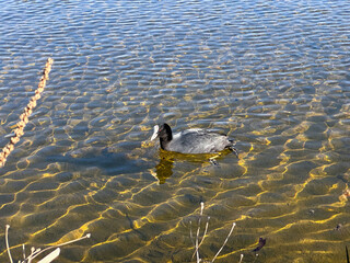 A Eurasian coot glides through the shallow water of a small lake. Gentle ripples, clear light and natural surroundings create a calm wildlife scene.