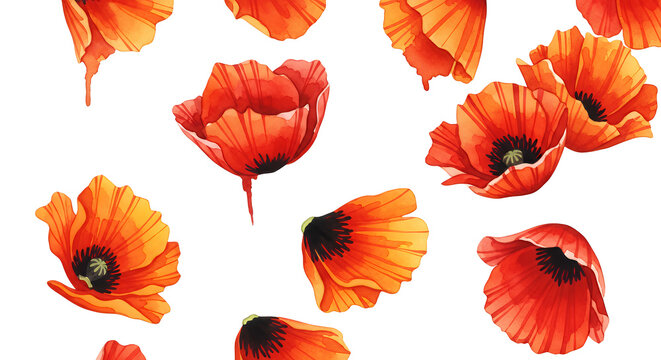 Fototapeta Watercolor Poppies Pattern Delicate Red Floral Design on White