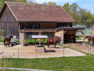 Three horses stand in a stable yard beside a barn and simple rope-line fencing. A calm rural setting with domestic animals in a quiet countryside environment.