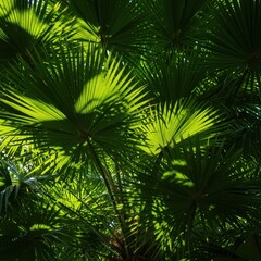 Fototapeta premium Bright, hot sunshine beams through the dense, vibrant green fronds of a majestic tropical palm tree, casting deep shadows below, bright, sun, vacation