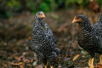 Two Barred Chickens Standing on Rural Farm Ground