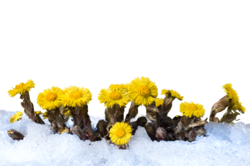 Tussilago farfara flowers under melting snow