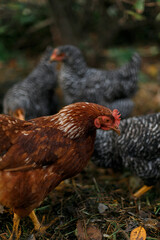 Brown and barred chickens foraging outdoors