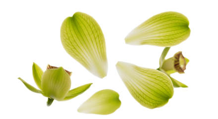Vibrant green flower petals and fresh botanical buds meticulously arranged on a clean white background, showcasing delicate textures and natural beauty