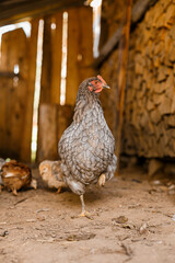 Grey Hen Standing on One Leg in Rustic Farm Barn