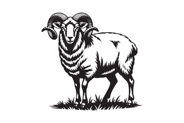 Detailed black and white illustration of a majestic ram standing in grass