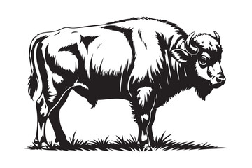 Detailed black and white illustration of a majestic bison standing in grass