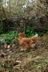 Brown Hen Standing Outdoors on Rural Farm Ground