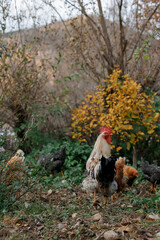 Free-range rooster and hens in natural rural environment