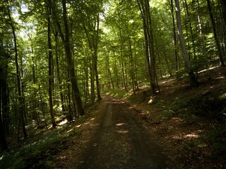 Sunlit Forest Path in a Green German Woodland During Summer