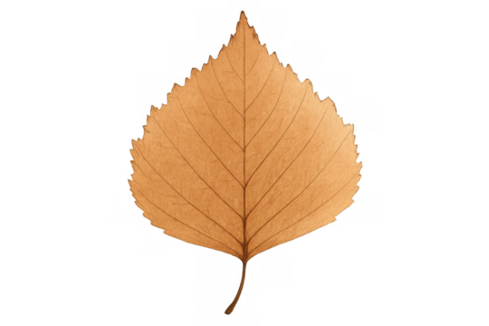 Brown autumn leaf with jagged edge and visible veins, fallen and drying, transparent background for seasonal designs