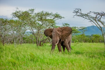  Elephants (Loxodonta), one of the most important groups of African wildlife, are walking in the savannah. © selim