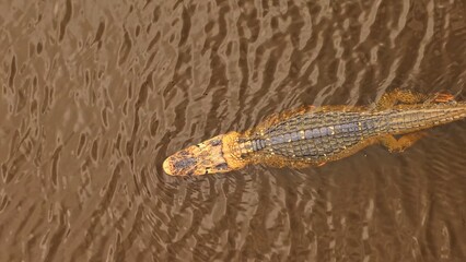 lizard on the water
