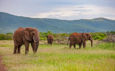 Fototapeta premium Elephants (Loxodonta), one of the most important groups of African wildlife, are walking in the savannah.