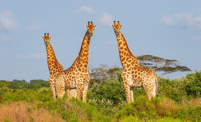 Group of African giraffe (Giraffa giraffa) walks in iSimangaliso Wetland Park with savannah landscape. South Africa safari.