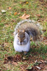 Grey squirrel standing on the grass in winter