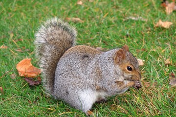 Grey squirrel in winter