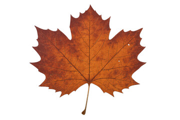 Fototapeta premium Warm orange and brown maple leaf isolated on a transparent background, symbolizing the autumn season, nature, and foliage