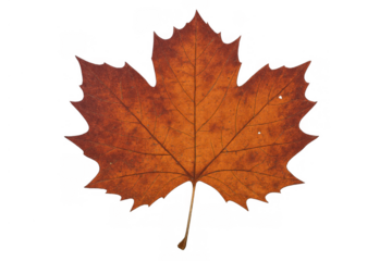 Warm orange and brown maple leaf isolated on a transparent background, symbolizing the autumn season, nature, and foliage