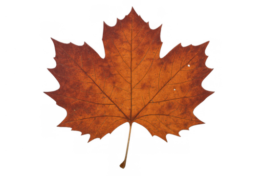 Warm orange and brown maple leaf isolated on a transparent background, symbolizing the autumn season, nature, and foliage