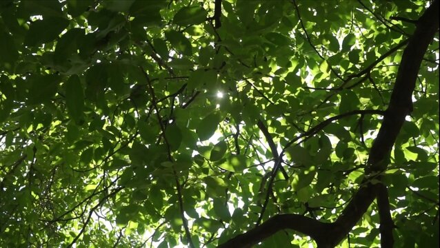 tree in the forest - Powered by Adobe