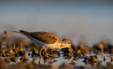 Common Sandpiper (Actitis hypoleucos) Feeding in Kabaklı Pond in Diyarbakır.