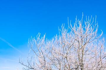 Tree branches covered with white hoarfrost against the blue sky background. Up view. Frozen plants. Pattern of plum tree in winter season. Fruit garden details. Beauty in nature. Frosty sunny weather.