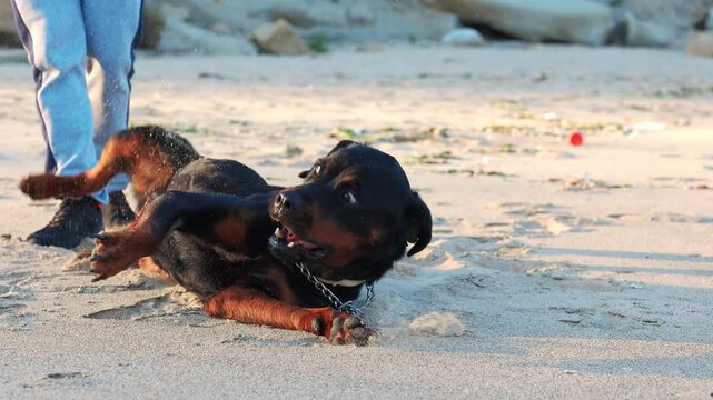 The dog somersaults the beach near the sea and the mistress