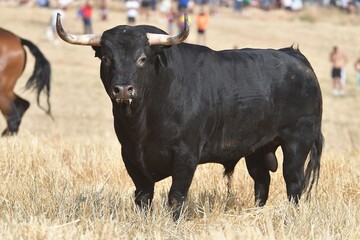 toro negro en el campo 