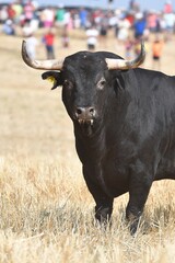 toro negro en el campo 