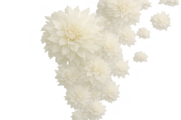 White dahlia flowers floating on a transparent background, creating a soft, elegant floral pattern, ideal for overlays
