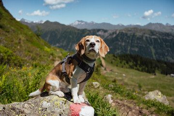 Beagle sitting on alpine rock