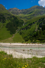 Cows resting by alpine river