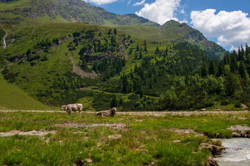 Cows standing in alpine meadow