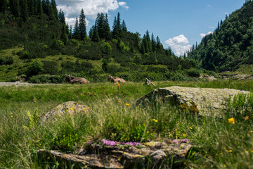 Cows in wildflower meadow