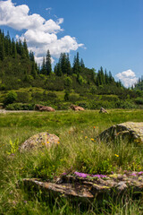 Vertical view of cows in meadow