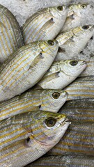 Vibrant Seafood Market: Diverse Selection of Fresh and Frozen Fish Displayed in Icy Bins. Perfect for Showcasing Quality, Variety, and Culinary Delights in a Dynamic Retail Environment