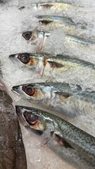 Vibrant Seafood Market: Diverse Selection of Fresh and Frozen Fish Displayed in Icy Bins. Perfect for Showcasing Quality, Variety, and Culinary Delights in a Dynamic Retail Environment