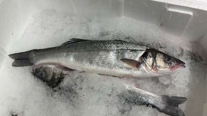 Vibrant Seafood Market: Diverse Selection of Fresh and Frozen Fish Displayed in Icy Bins. Perfect for Showcasing Quality, Variety, and Culinary Delights in a Dynamic Retail Environment