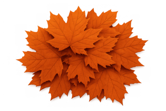 Orange maple leaves pile creating autumn feeling with transparent background for seasonal designs