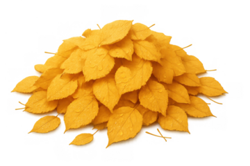 Pile of yellow autumn leaves with water drops, symbolizing the changing seasons and foliage during fall, transparent background