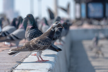 Obraz premium Pigeons on the street, brown and white