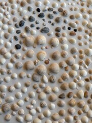 sea shell background