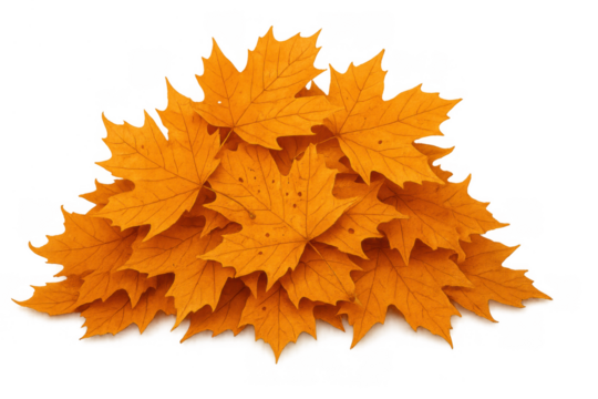 Pile of vivid orange autumn maple leaves gathering, representing fall season transition and a transparent background element