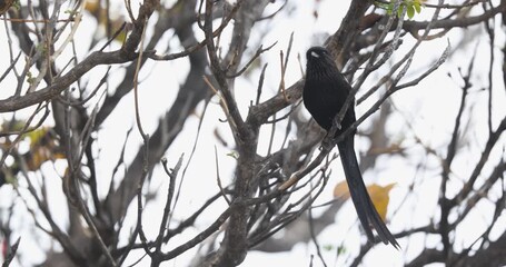 African long-tailed shrike perched and singing in Kasane, Botswana