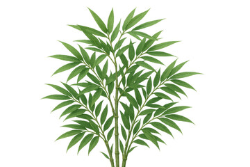 Fototapeta premium Green bamboo plant with lush leaves growing upwards, symbolizing nature, growth, and tranquility, on a transparent background