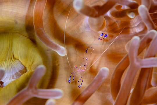 Sarasvati Anemone Shrimp Living Among Sea Anemone Tentacles