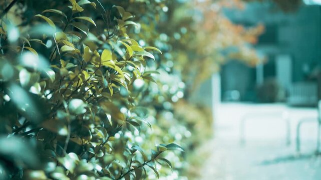 公園　自然　緑