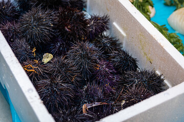 Raw sea urchins displayed at a farmers market in the Old Town of Nice, France
