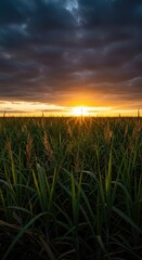 The golden hour illuminating a vast agricultural field of tall sugar cane stalks waving gently beneath a dramatic, colorful sky at dusk, silhouette, cane, horizon